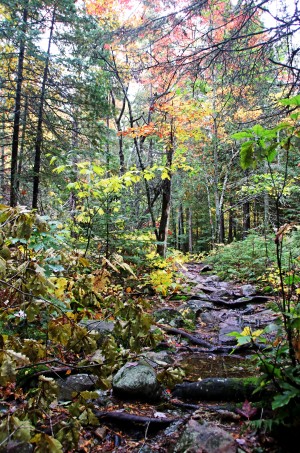 Chikanishing Trail I